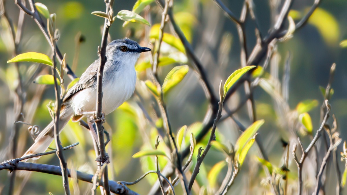 Pale Prinia - ML628938958