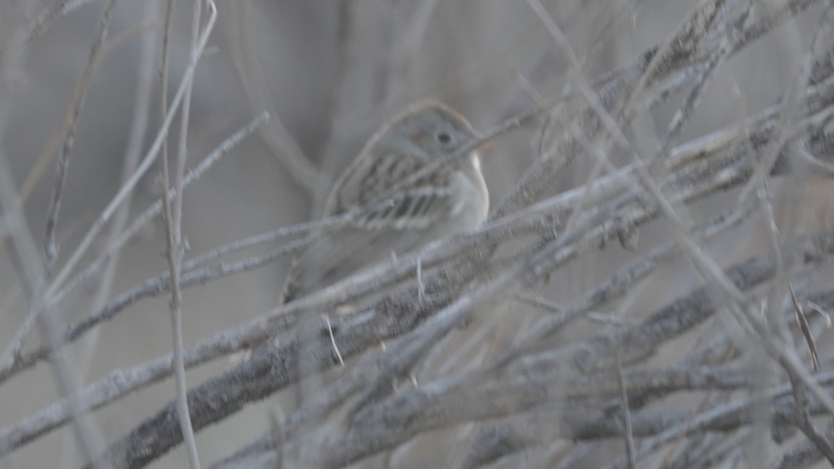 Field Sparrow - ML628939110