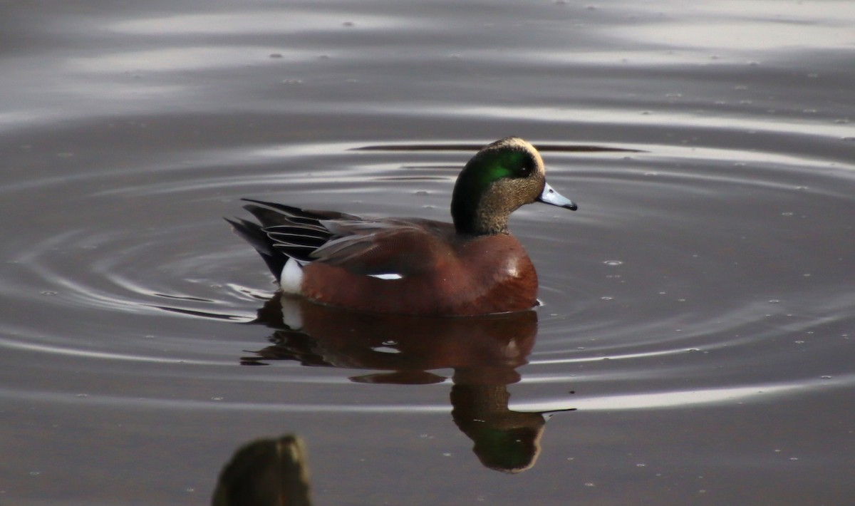 American Wigeon - ML628939639