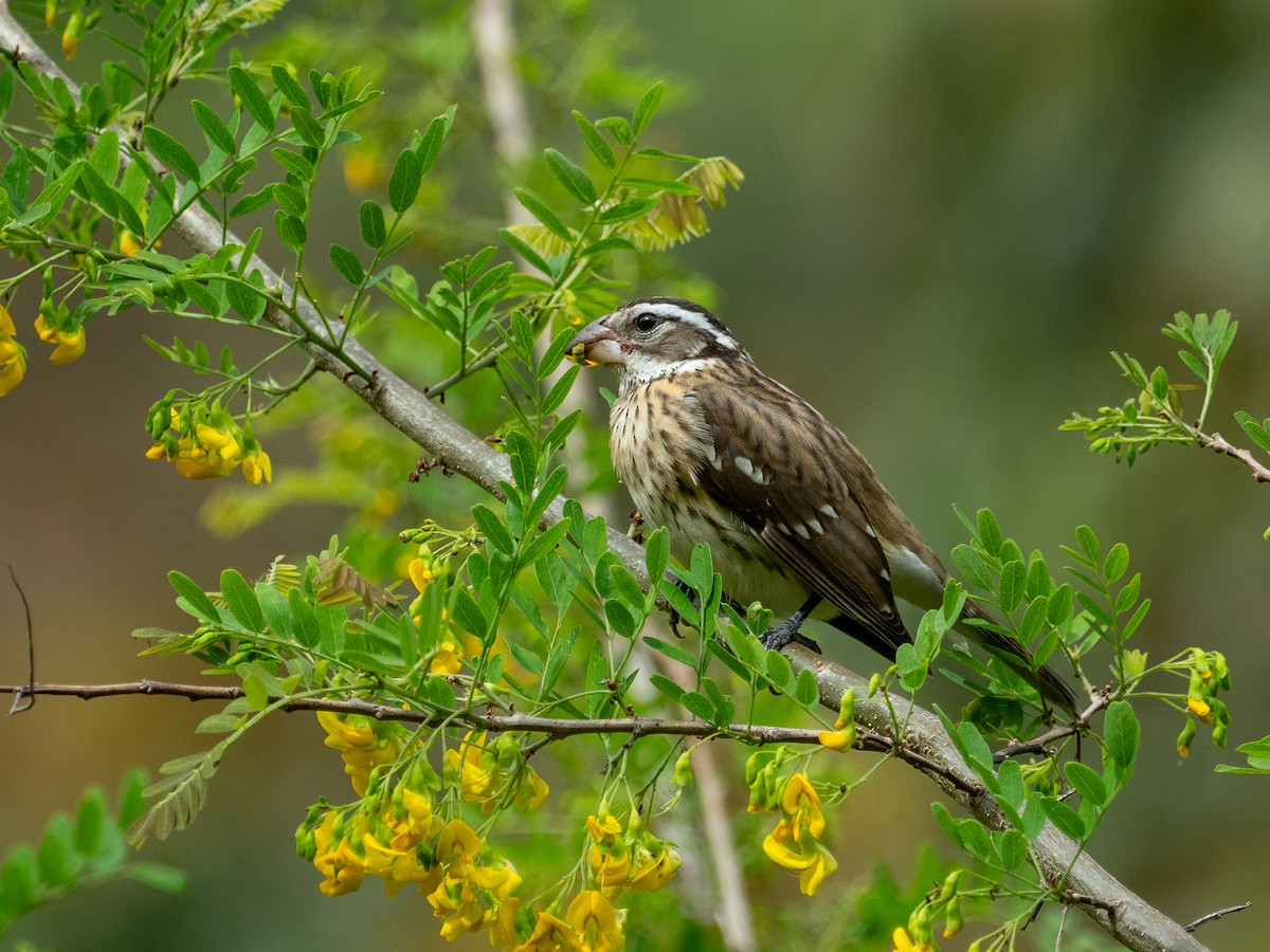 Rose-breasted Grosbeak - ML628939674