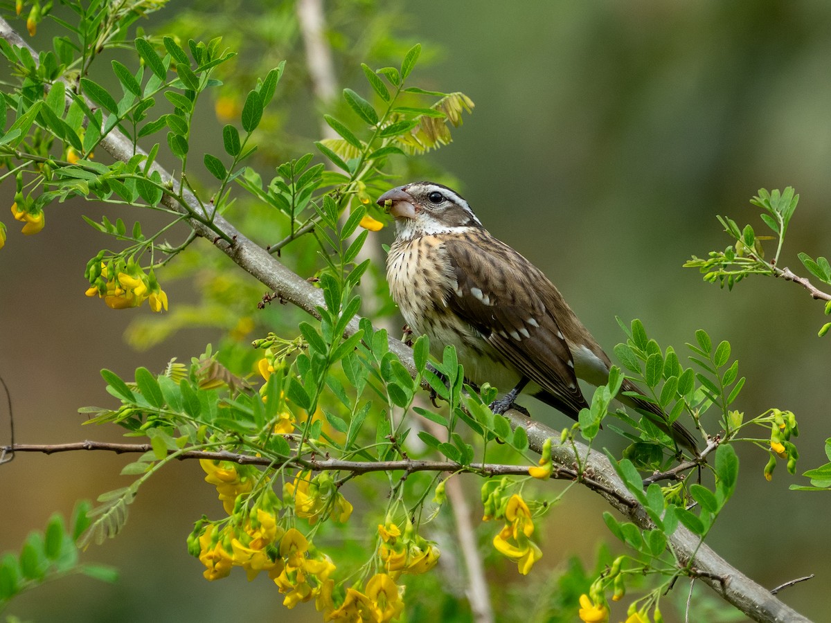 Rose-breasted Grosbeak - ML628939675