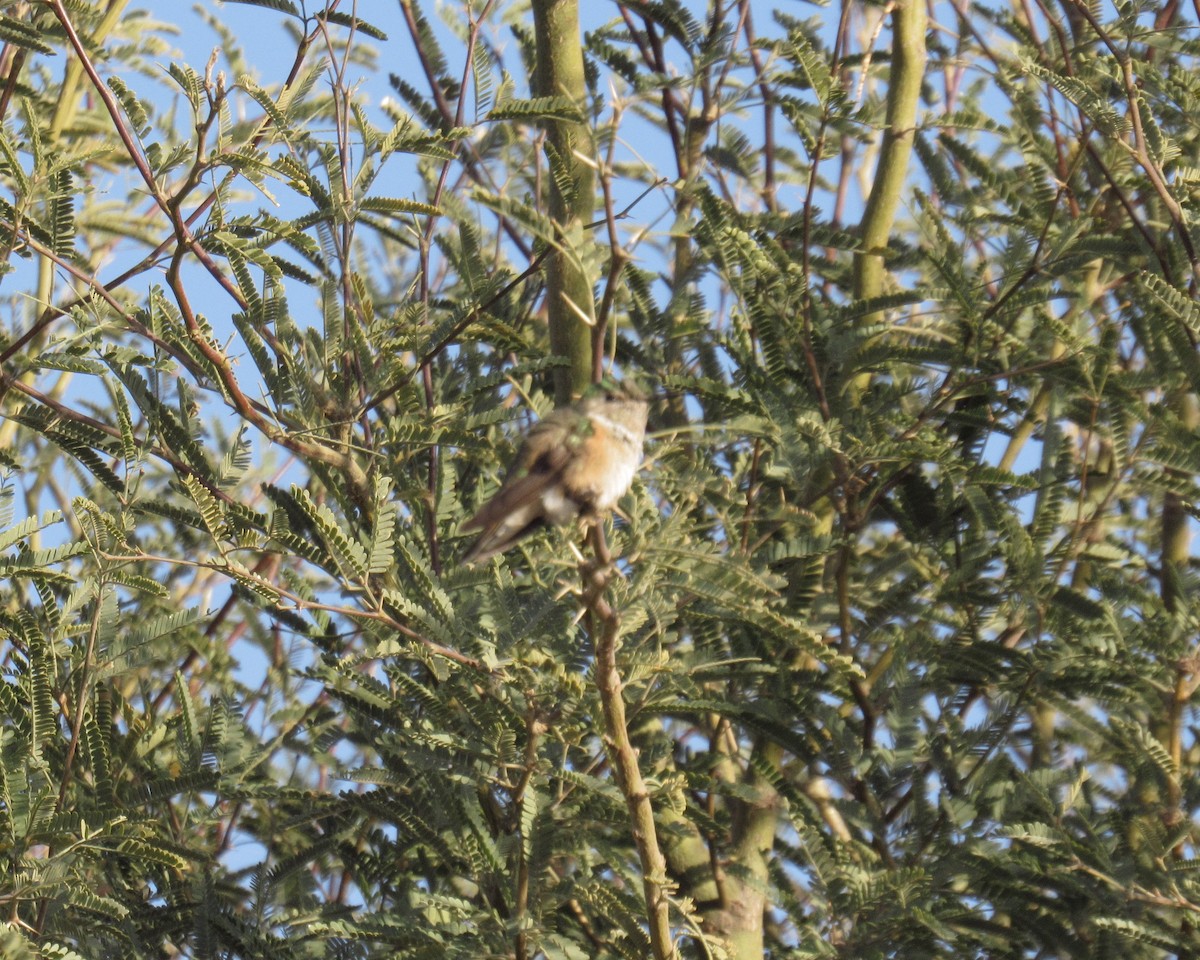 kalypta širokoocasá - ML628939716