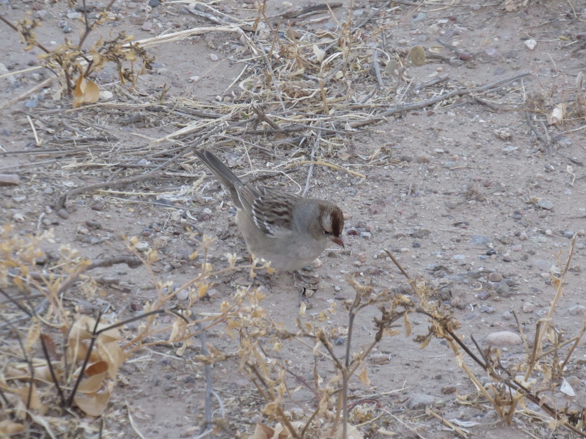 strnadec bělopásý - ML628939828