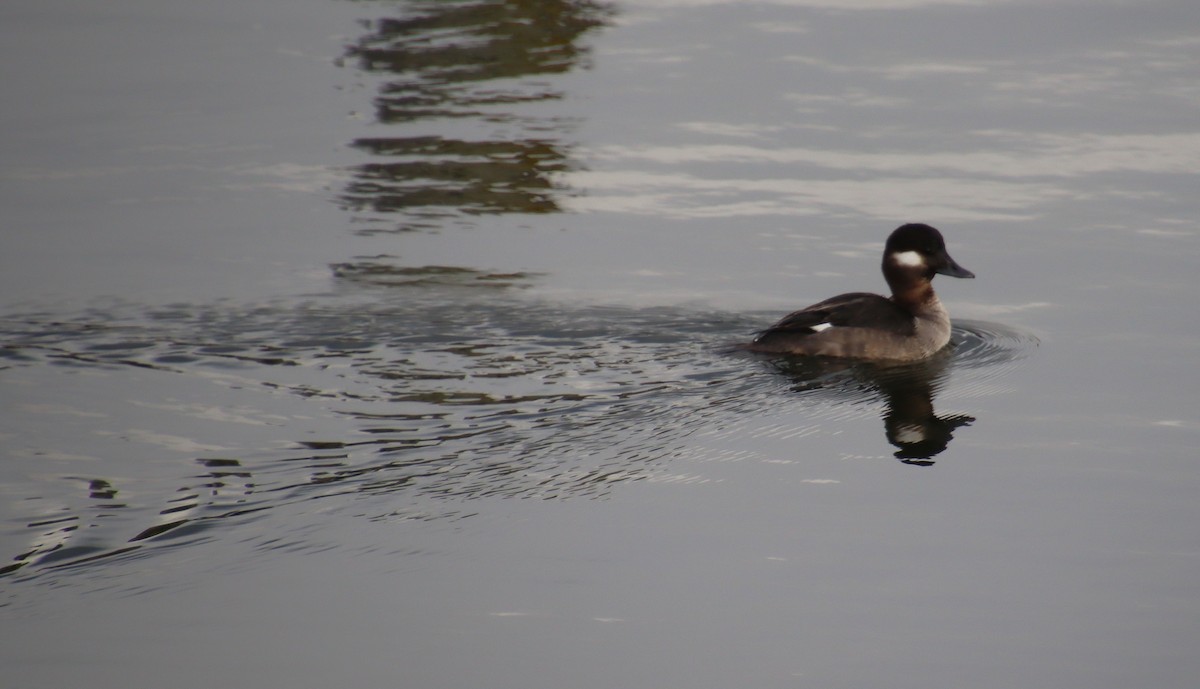 Bufflehead - ML628939845