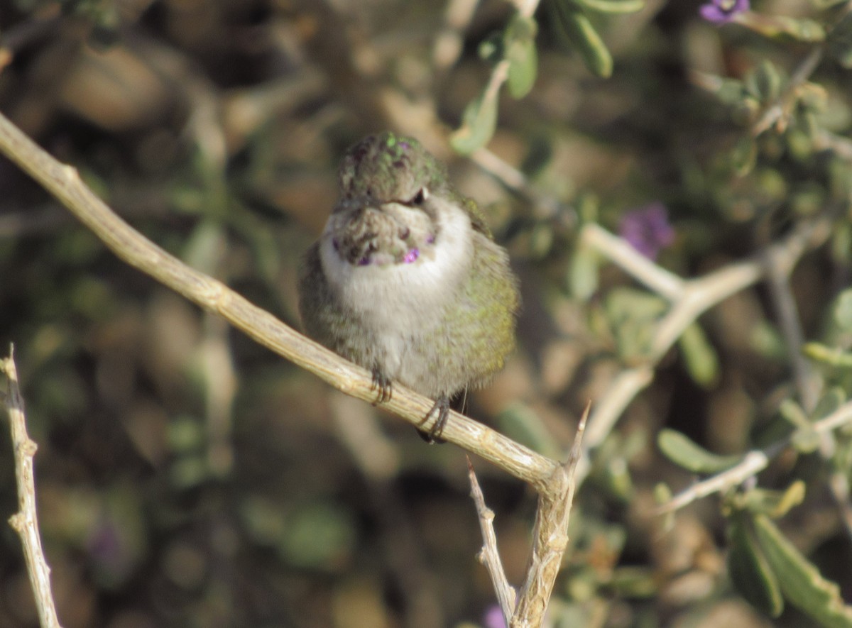 kalypta kalifornská - ML628940028