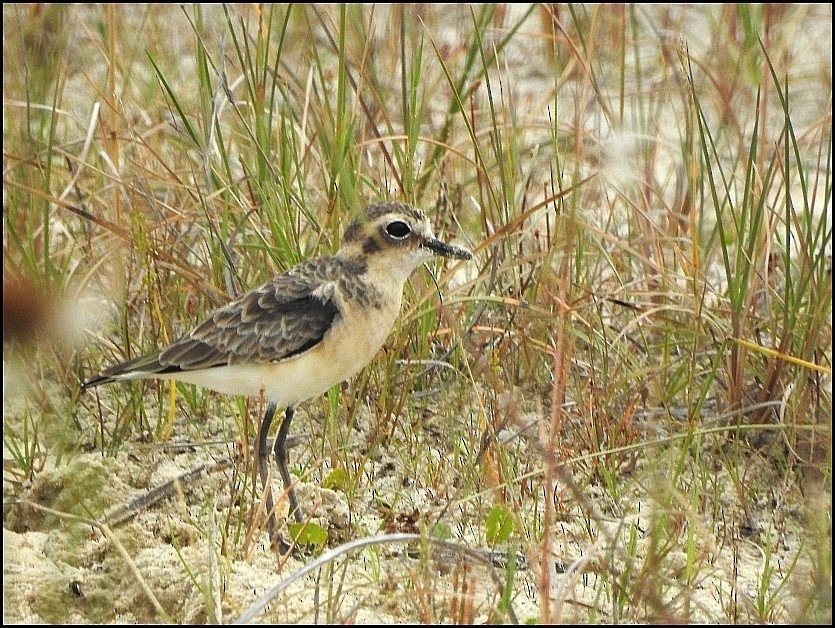 Kittlitz's Plover - ML628940047