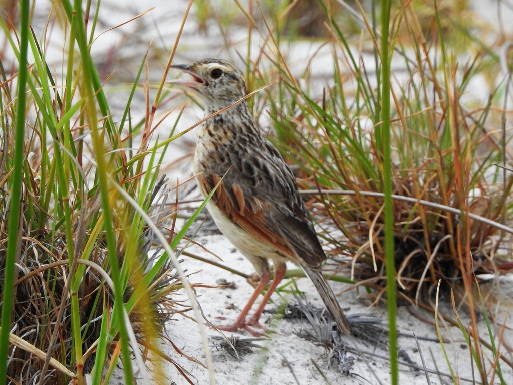 Rufous-naped Lark - ML628940056