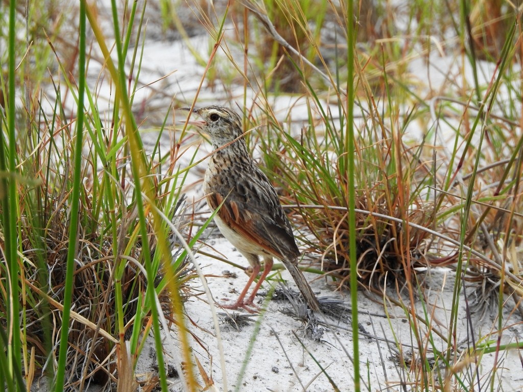 Rufous-naped Lark - ML628940074