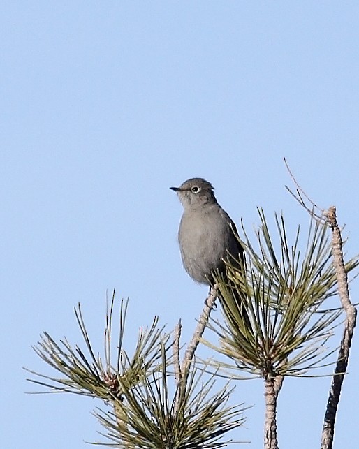 Townsend's Solitaire - ML628940169