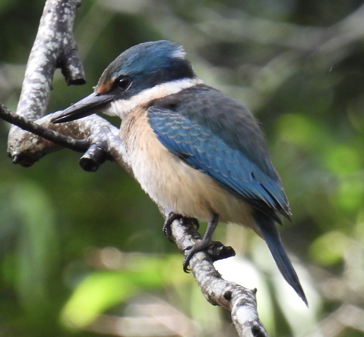 Sacred Kingfisher - ML628940595