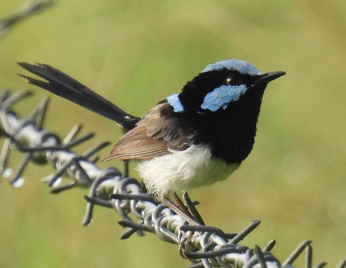Superb Fairywren - ML628940613