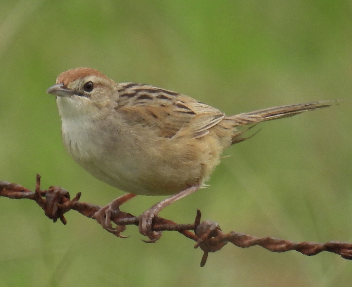 Tawny Grassbird - ML628940758