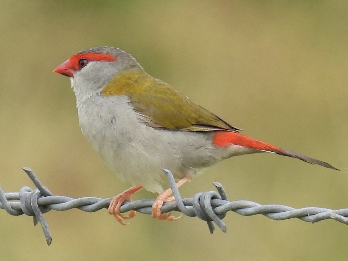 Red-browed Firetail - ML628940804