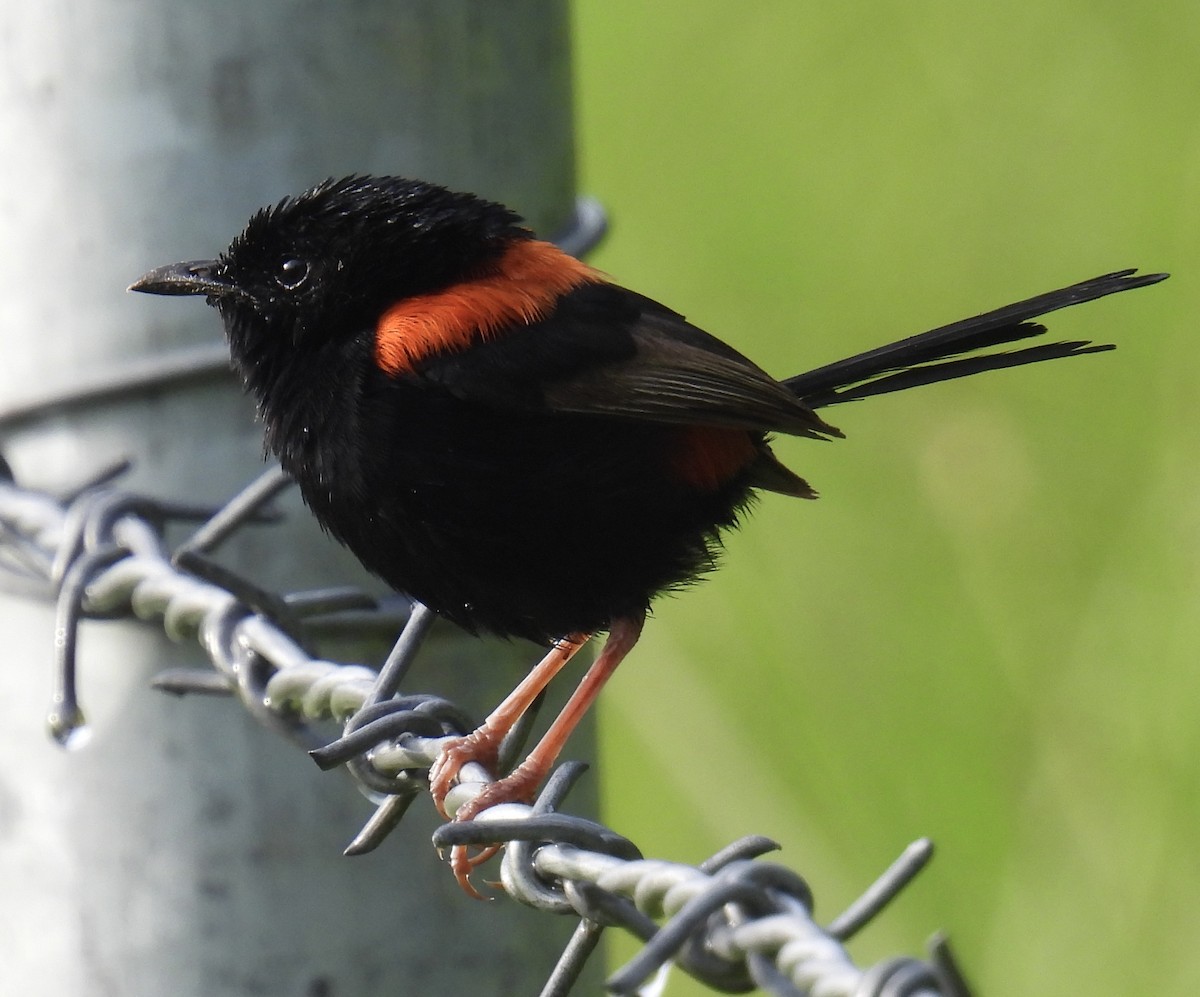 Red-backed Fairywren - ML628940825