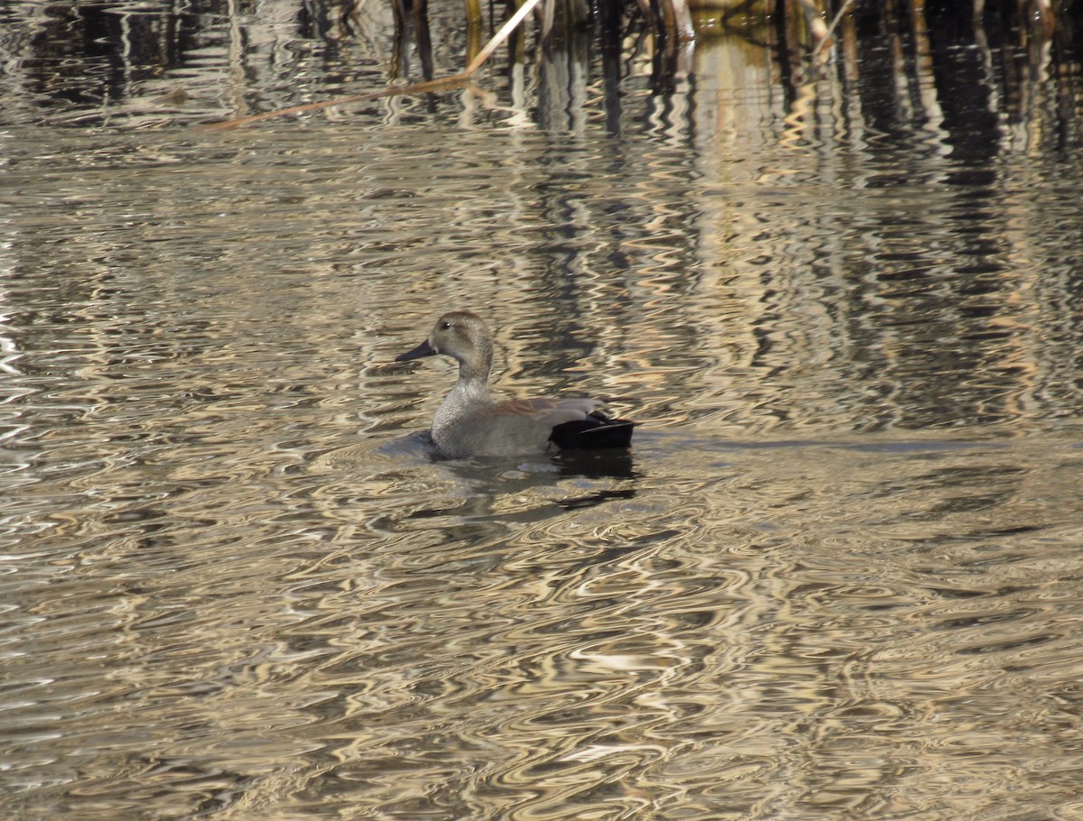 kopřivka obecná - ML628941073