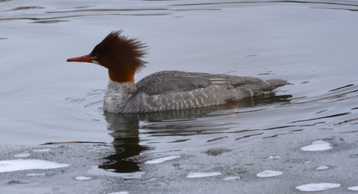 Common Merganser (North American) - ML628941103