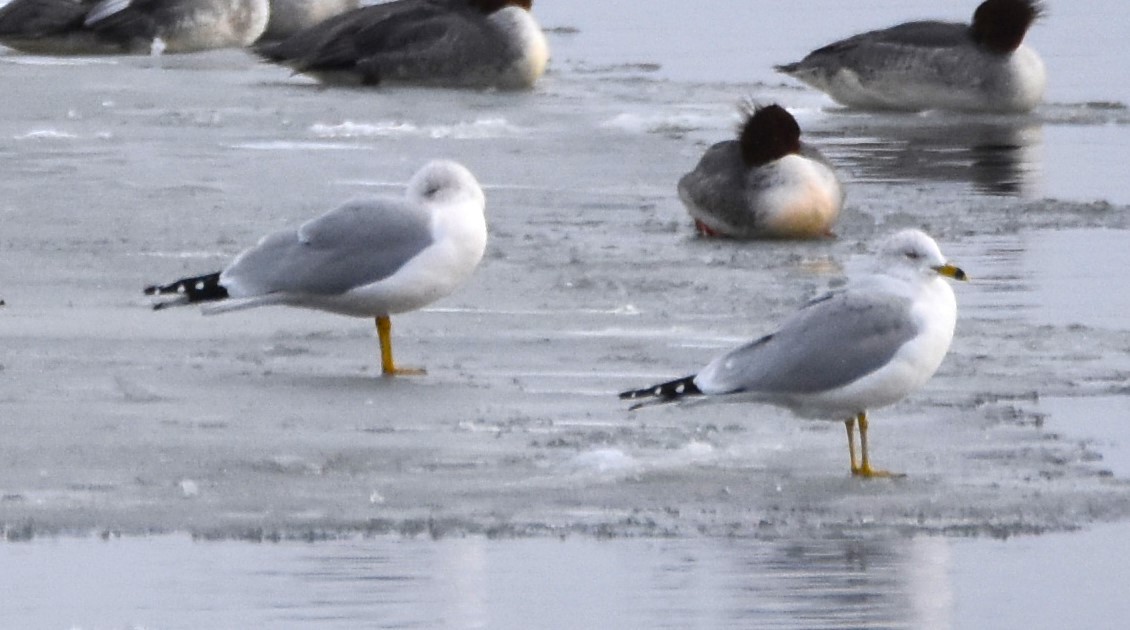 Ring-billed Gull - ML628941117