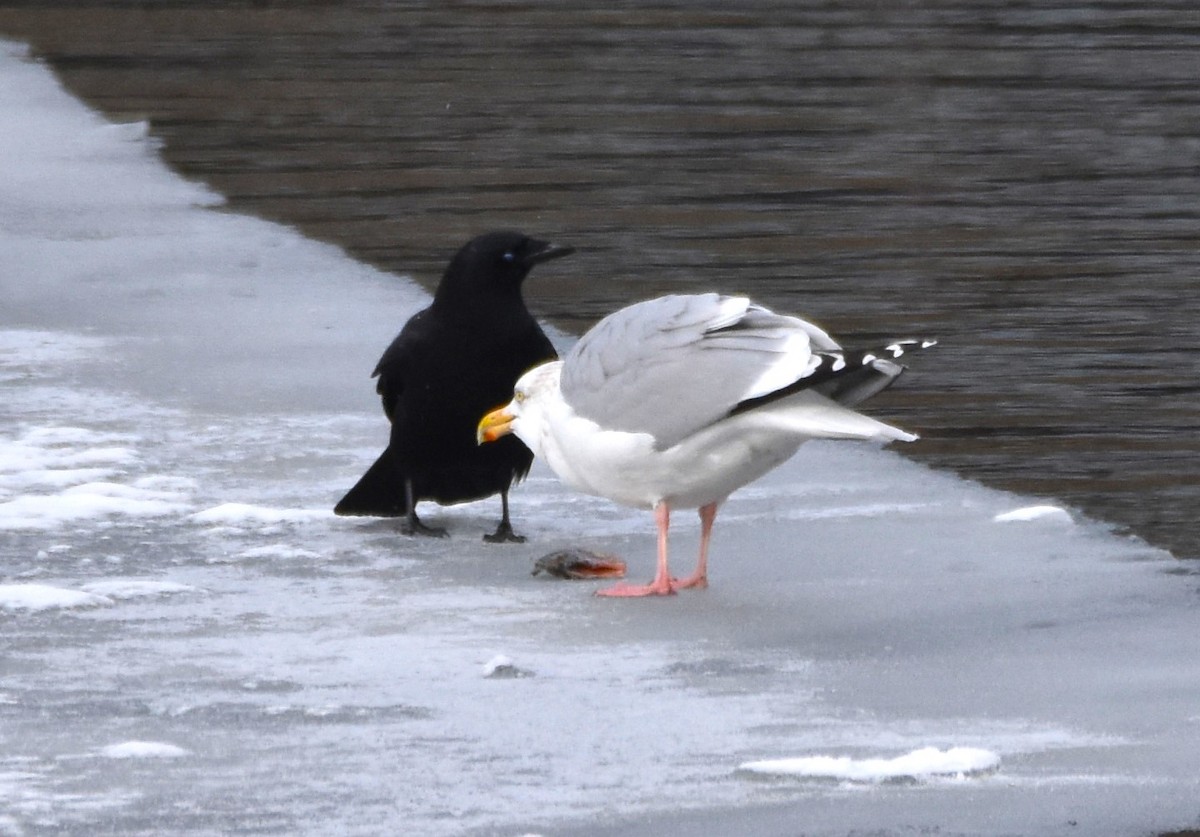 American Herring Gull - ML628941122