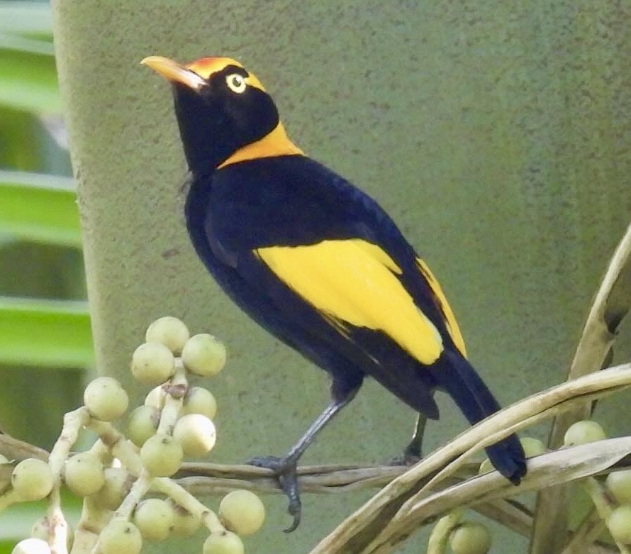 Regent Bowerbird - ML628941142