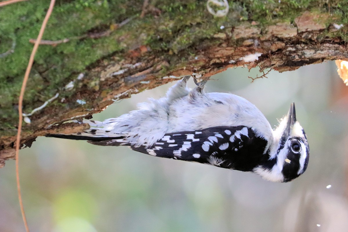 Downy Woodpecker - ML628941211