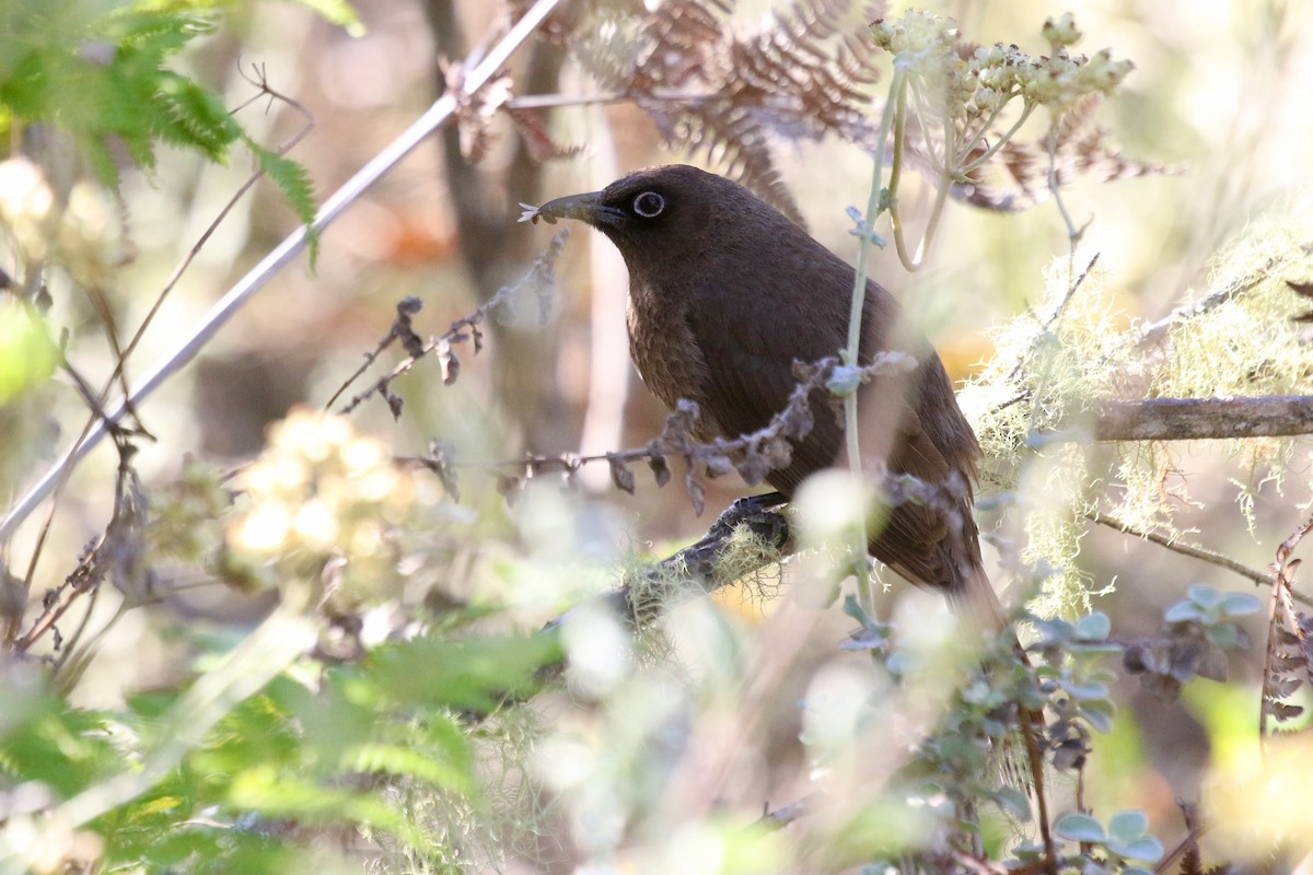 Cape Bulbul - ML628941262