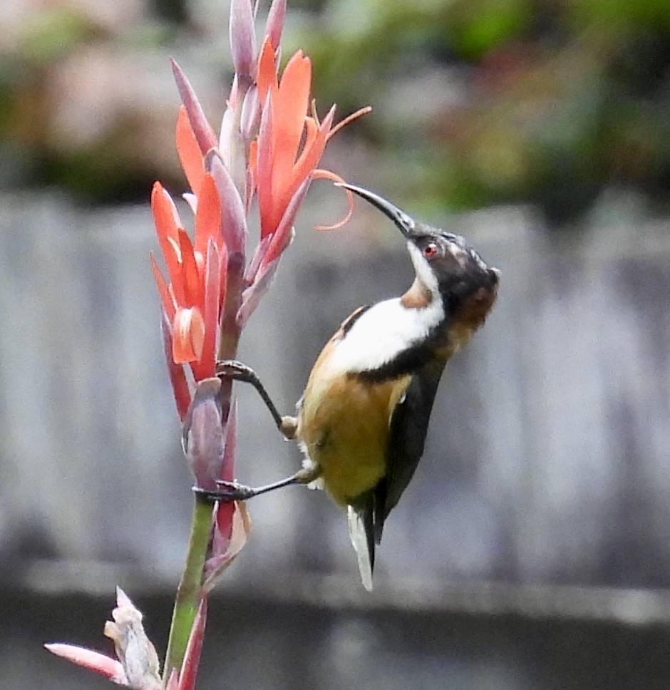 Eastern Spinebill - ML628941263