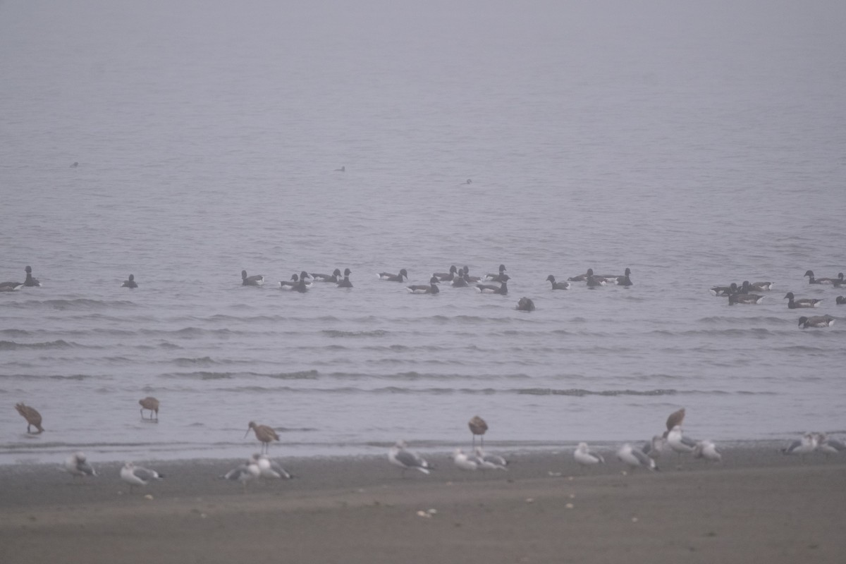 Brant - ML628941344