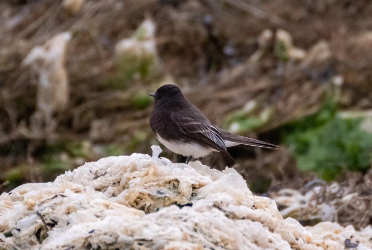 Black Phoebe - ML628941425