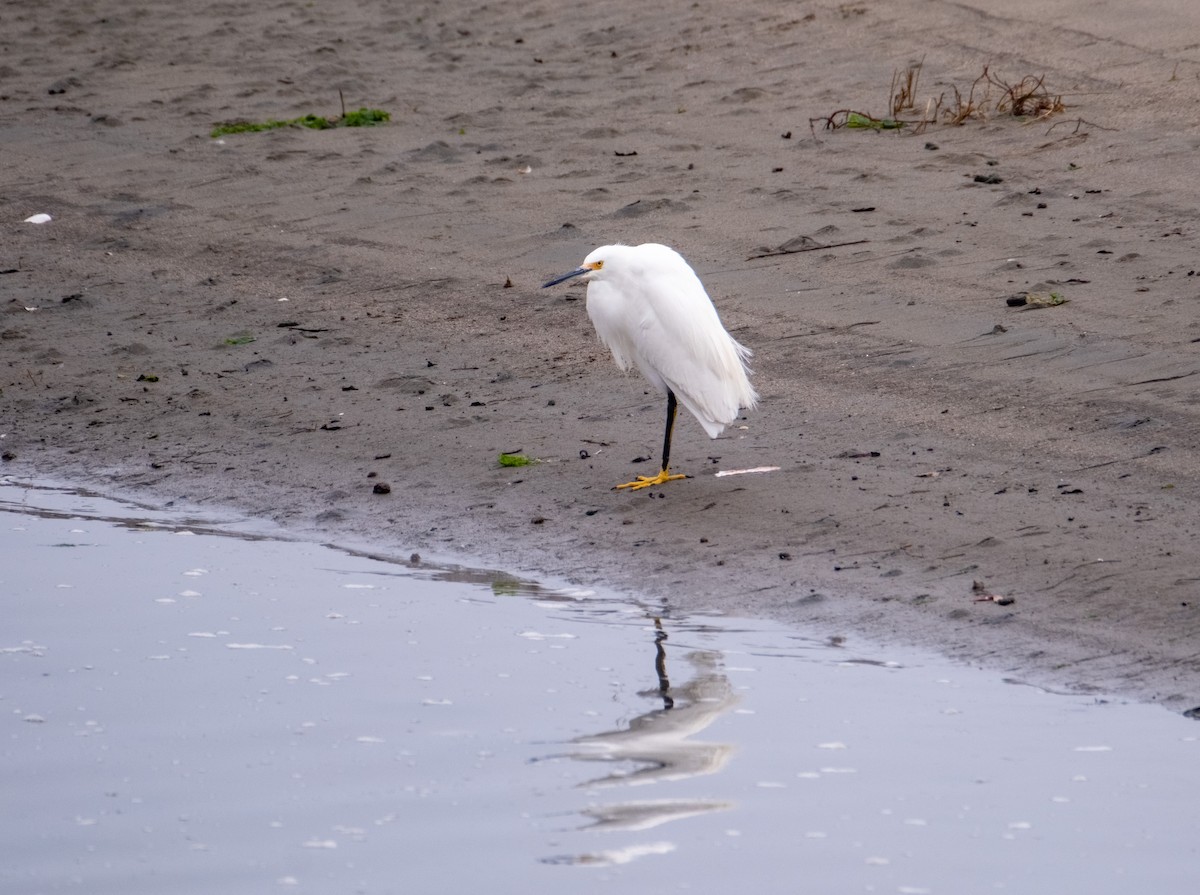 Snowy Egret - ML628941542