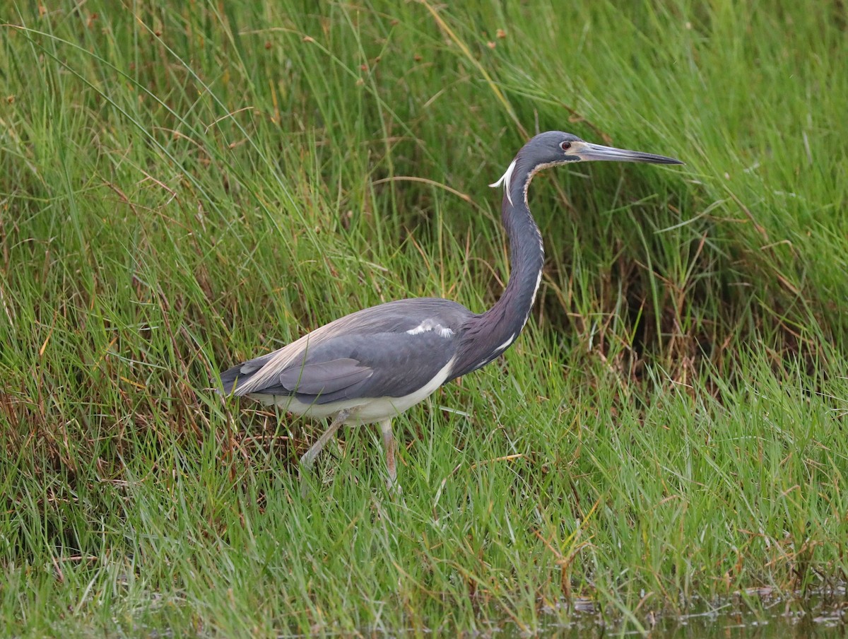 Tricolored Heron - ML628941553