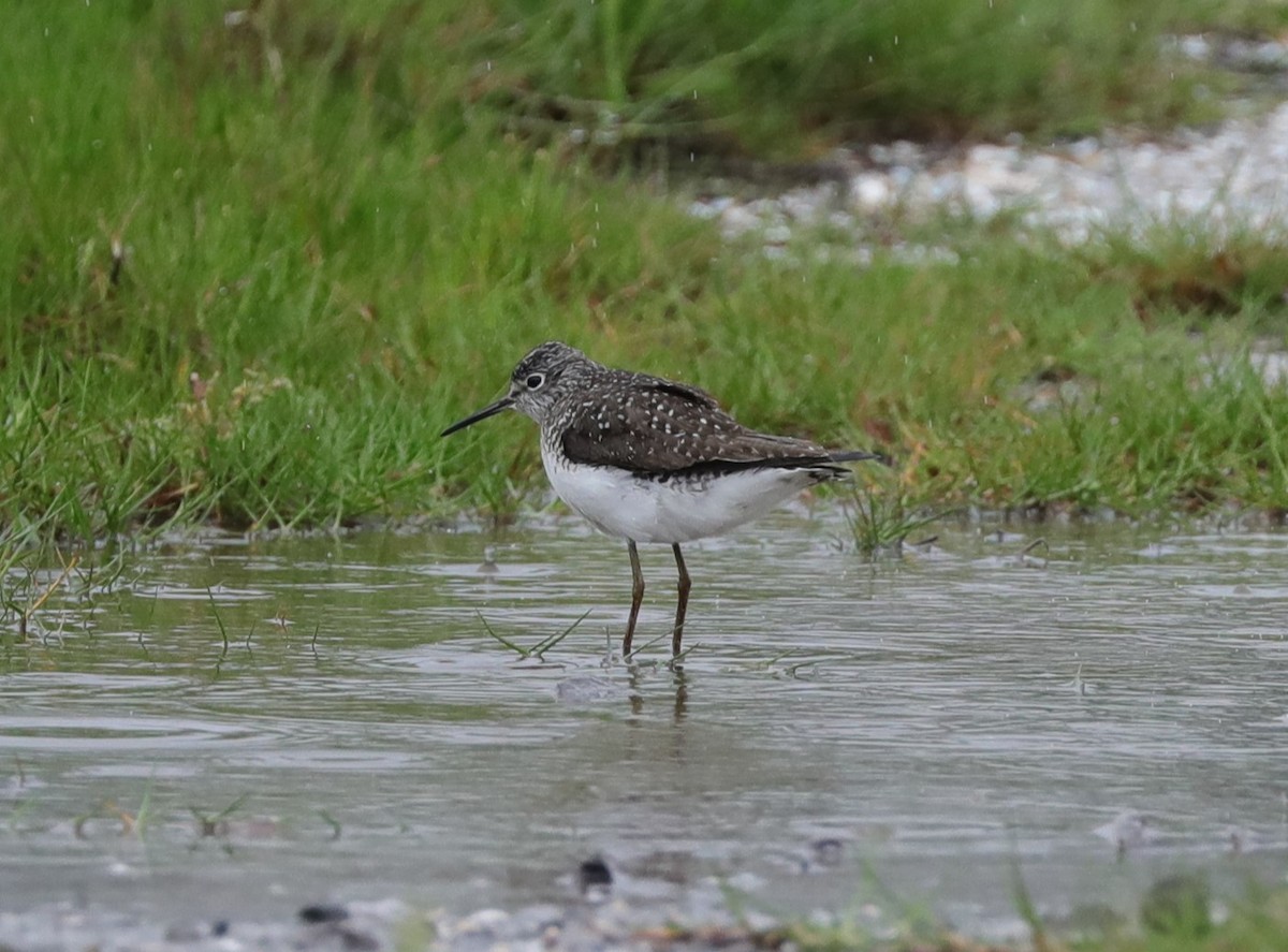 Solitary Sandpiper - ML628941561