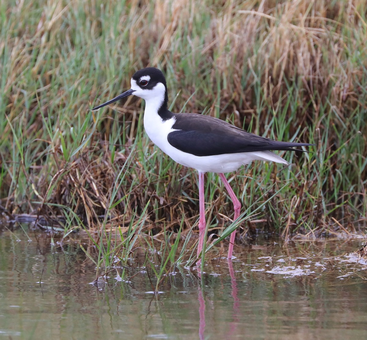 Black-necked Stilt - ML628941585