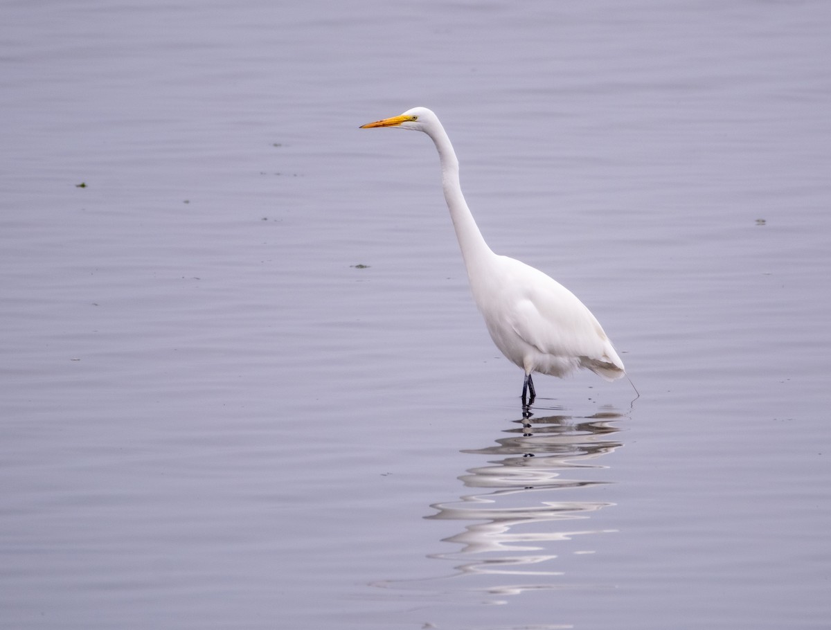 Great Egret - ML628941599