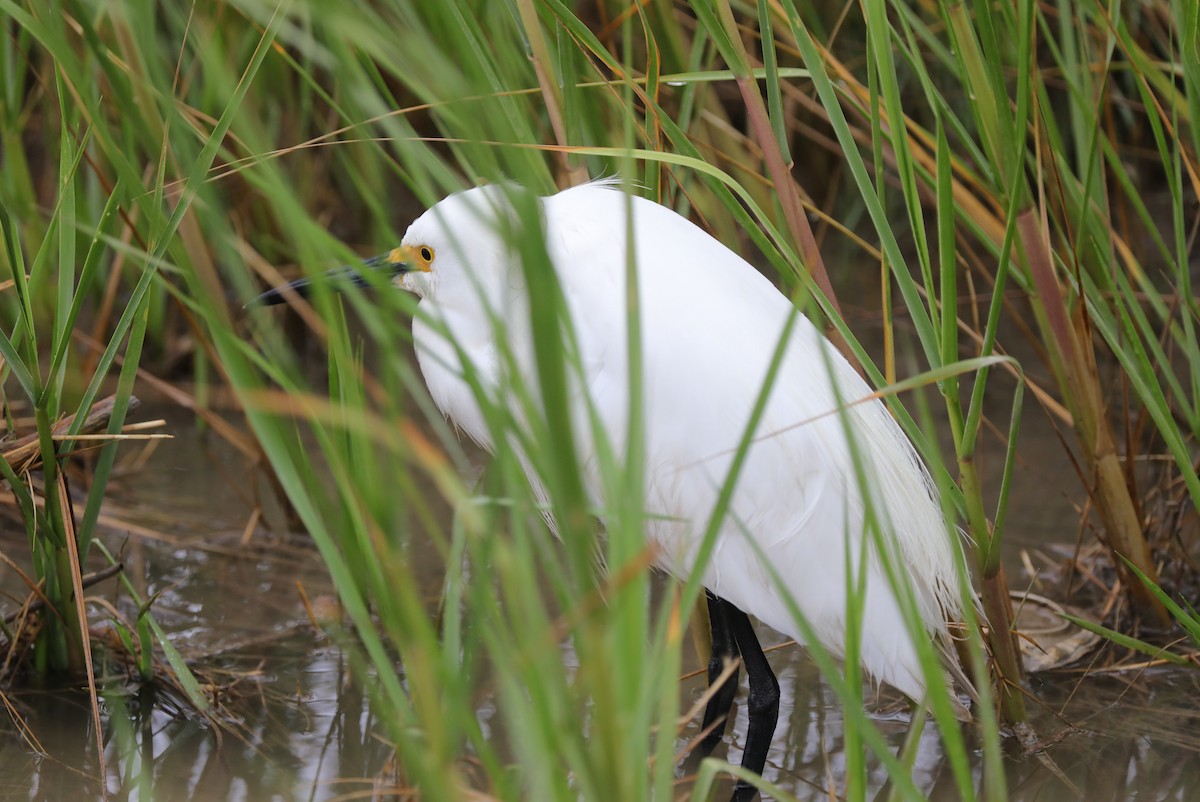 Snowy Egret - ML628941602