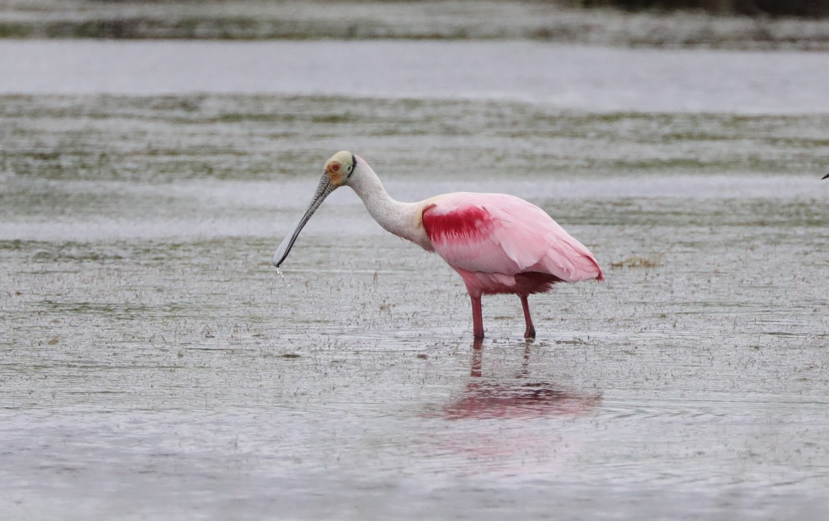 Roseate Spoonbill - ML628941605