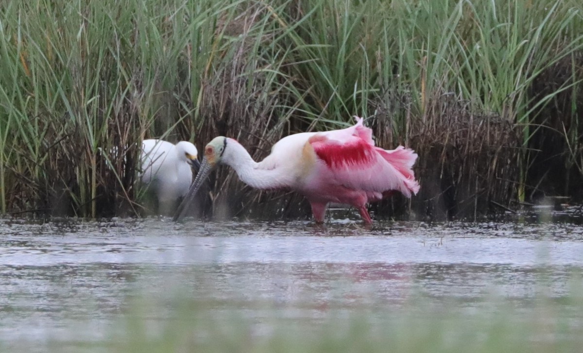 Roseate Spoonbill - ML628941610