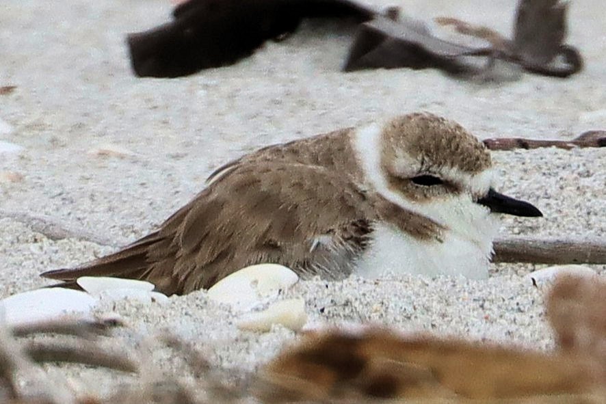 Snowy Plover - ML628941638