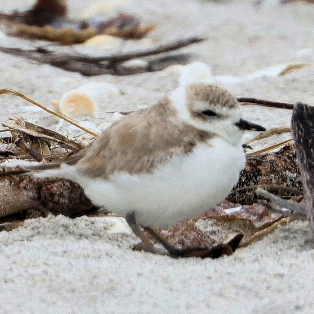 Snowy Plover - ML628941639