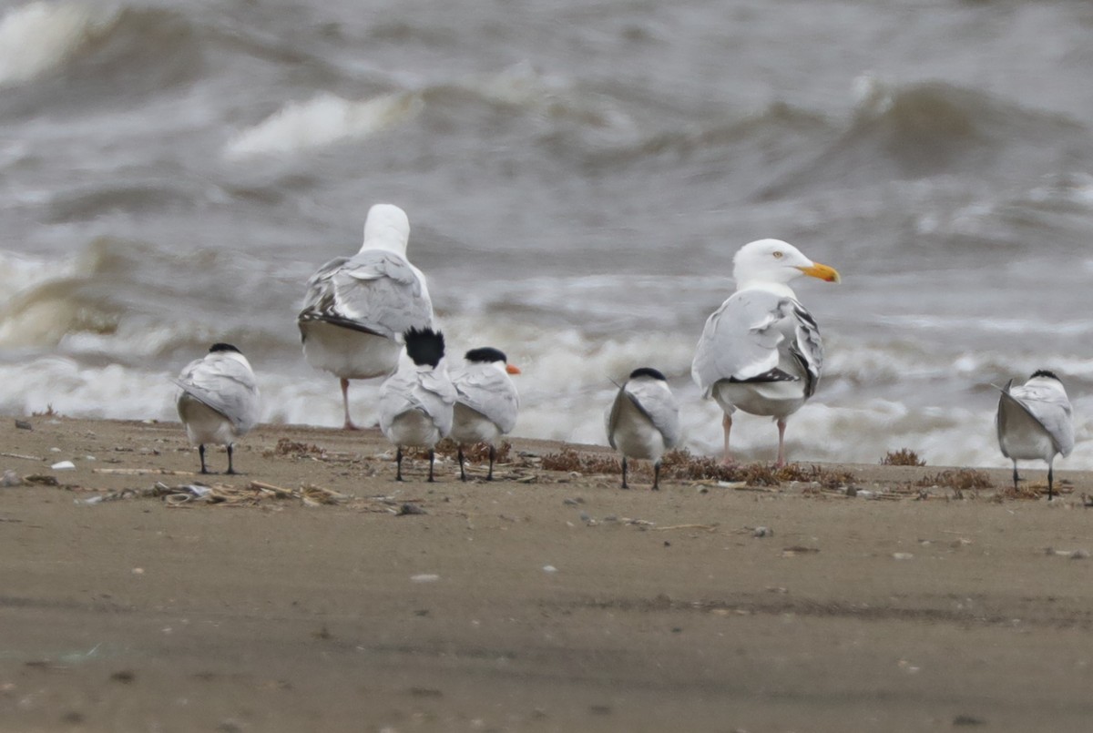 American Herring Gull - ML628941663