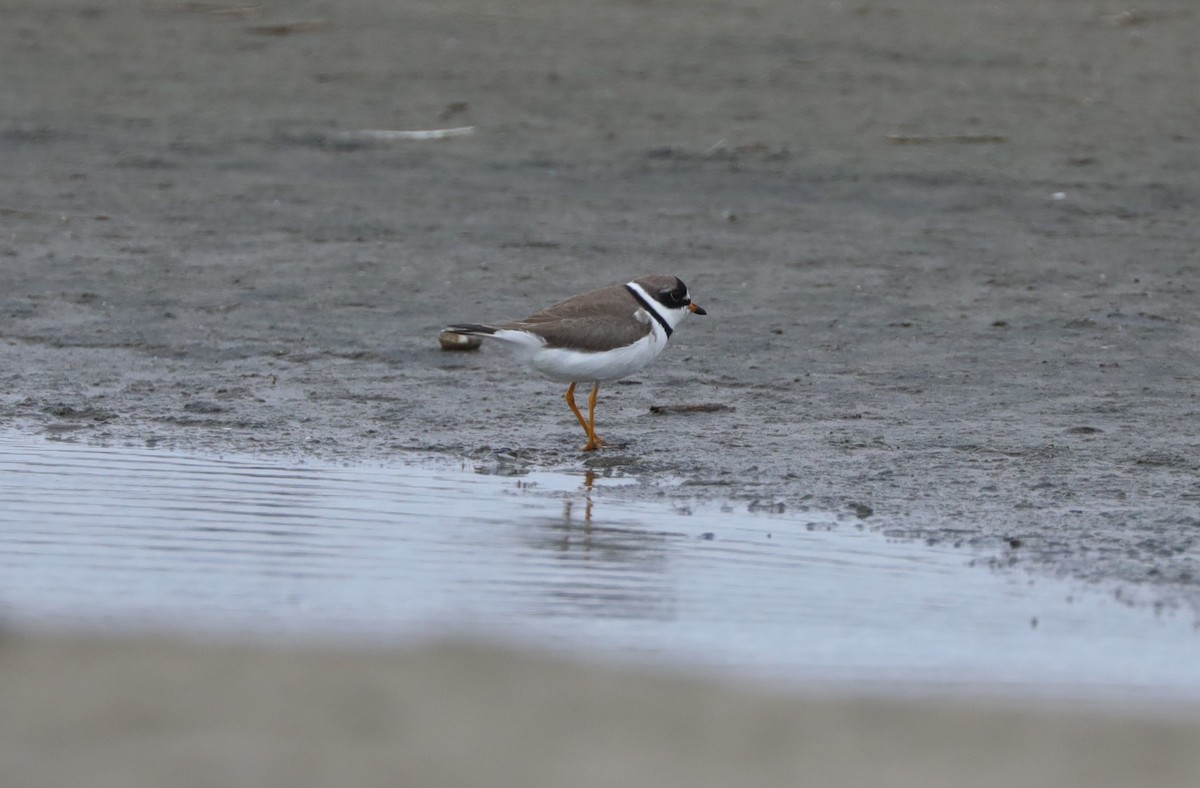 Semipalmated Plover - ML628941684