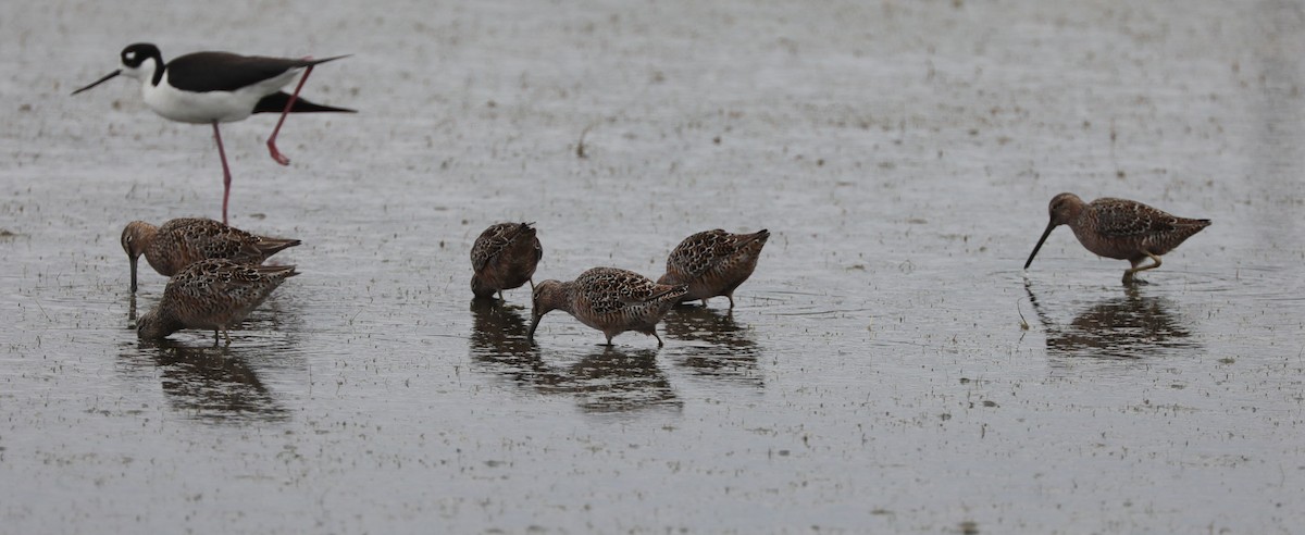 Short-billed Dowitcher - ML628941757