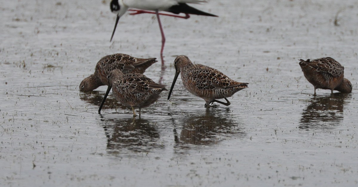 Short-billed Dowitcher - ML628941758