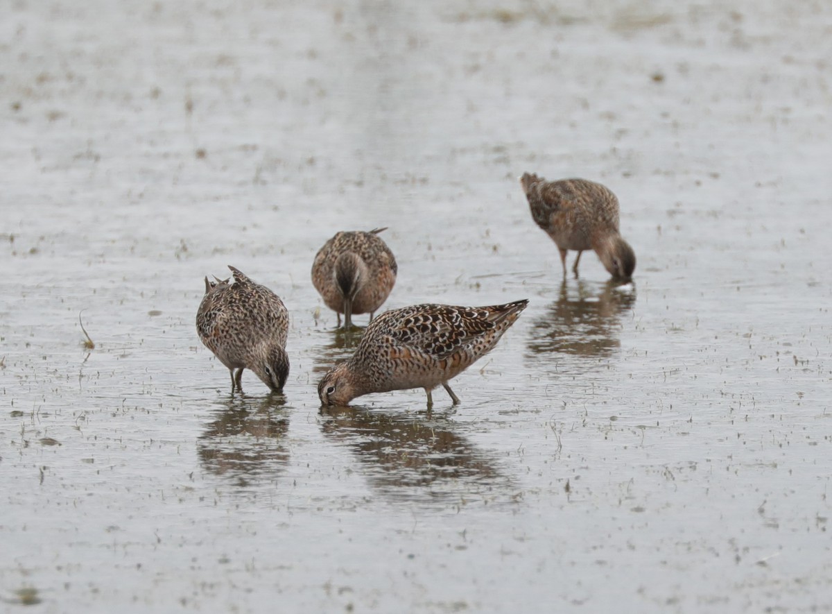 Short-billed Dowitcher - ML628941764