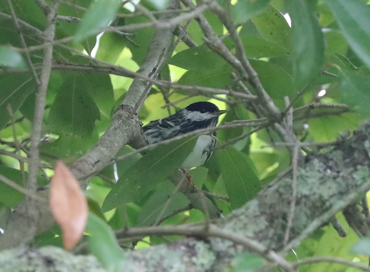 Blackpoll Warbler - ML628941771