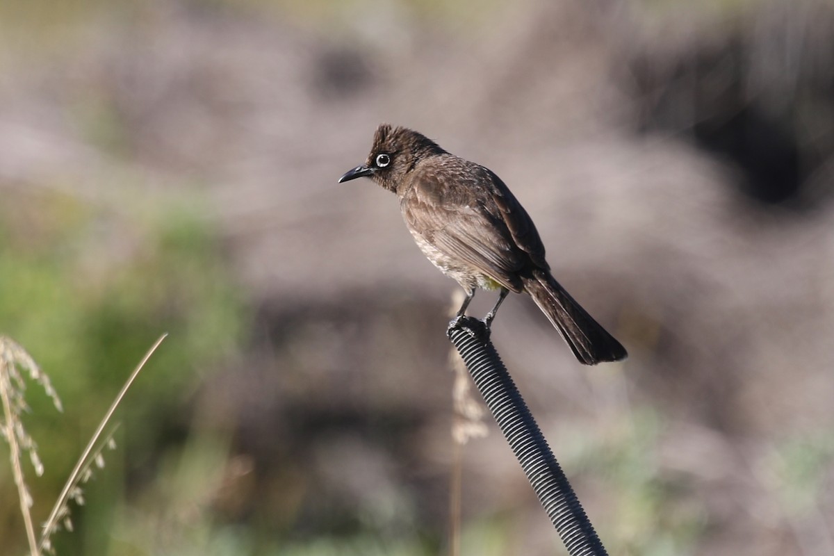 Cape Bulbul - ML628941776