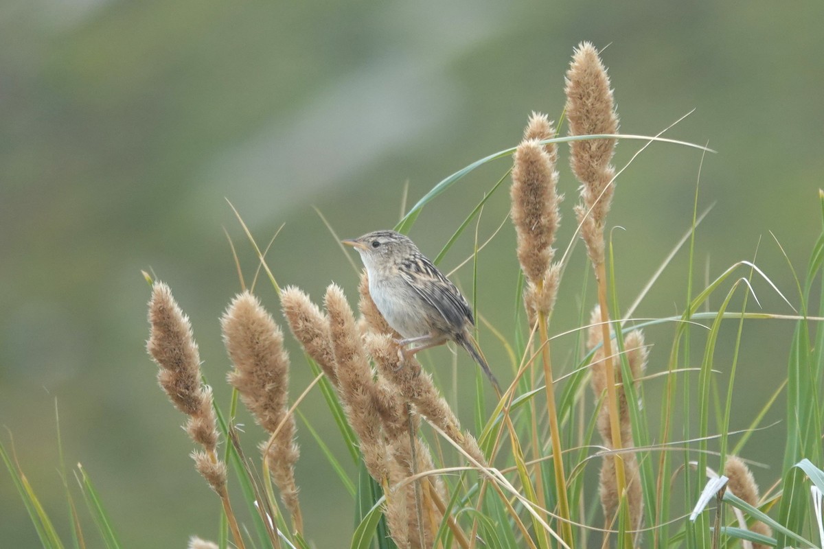 Grass Wren (Austral) - ML628941879