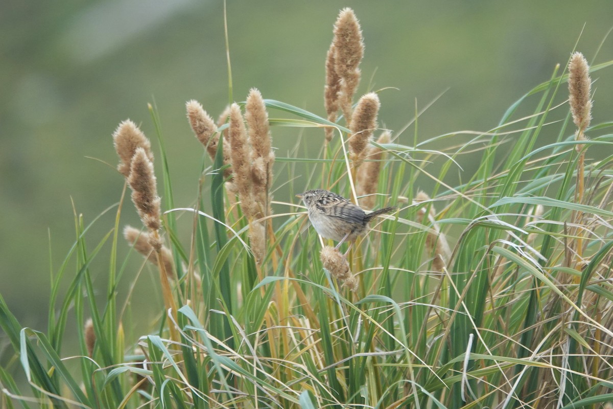 Grass Wren (Austral) - ML628941932