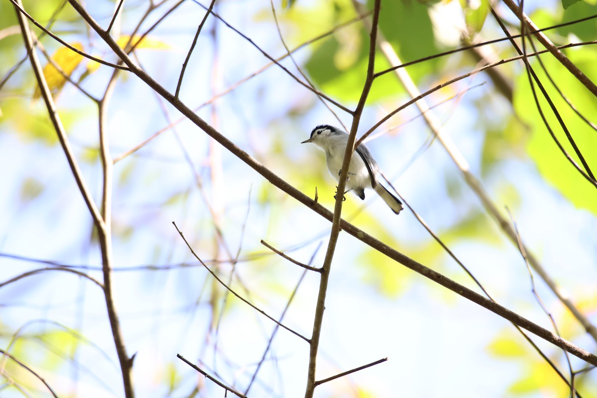 White-browed Gnatcatcher - ML628942172