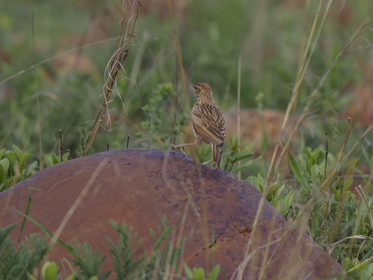 Rufous-naped Lark - ML628942207