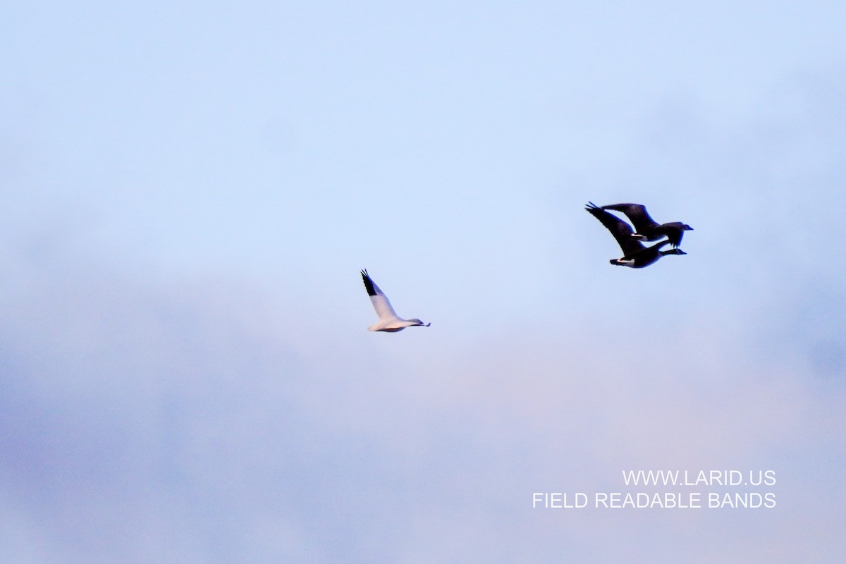 Ross's Goose - ML628942700